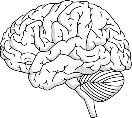 Cognitive brain illustration